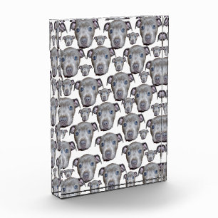 Staffordshire Bull Terrier Puppy Faces, Fotoblock