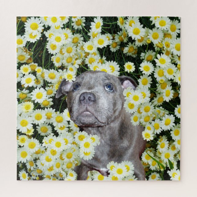 Staffordshire Bull Terrier Puppy in the Daisis, (Vertikal)