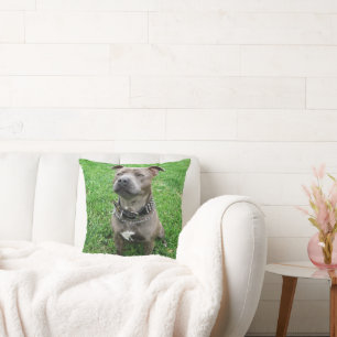 Staffordshire Bull Terrier Sitting At Achtung, Kissen