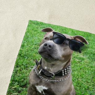 Staffordshire Bull Terrier Sitting At Achtung, Strandtuch