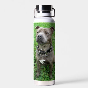 Staffordshire Bull Terrier Sitting At Achtung, Trinkflasche