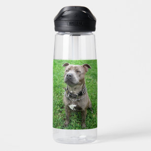 Staffordshire Bull Terrier Sitting At Achtung, Trinkflasche