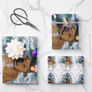 Staffordshire Bull Terrier Weihnachten Geschenkpapier Set