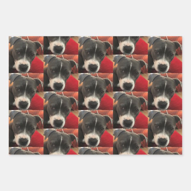 Staffordshire Bull Terrier Wrapping Paper Geschenkpapier Set (Vorderseite)