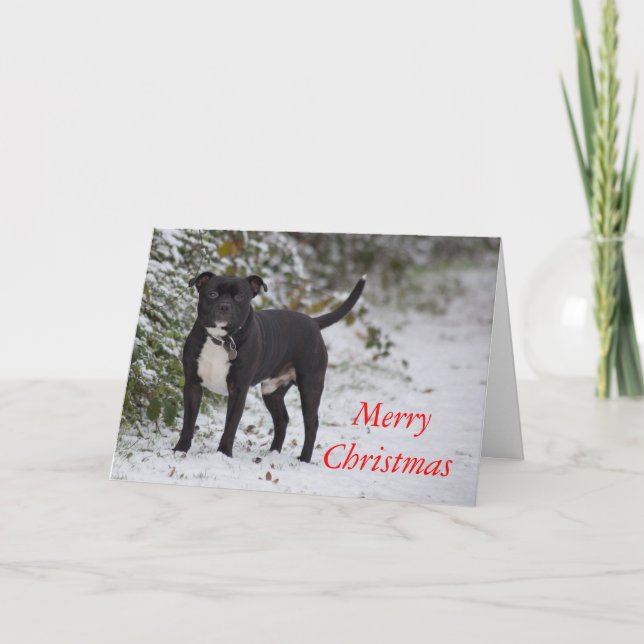 Staffordshire-Bullterrier Feiertagskarte (Vorderseite)