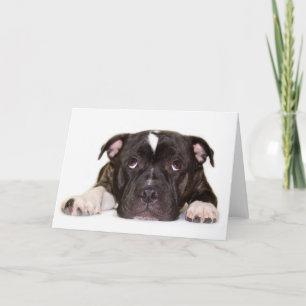 Staffordshire-Bullterrier Karte R001