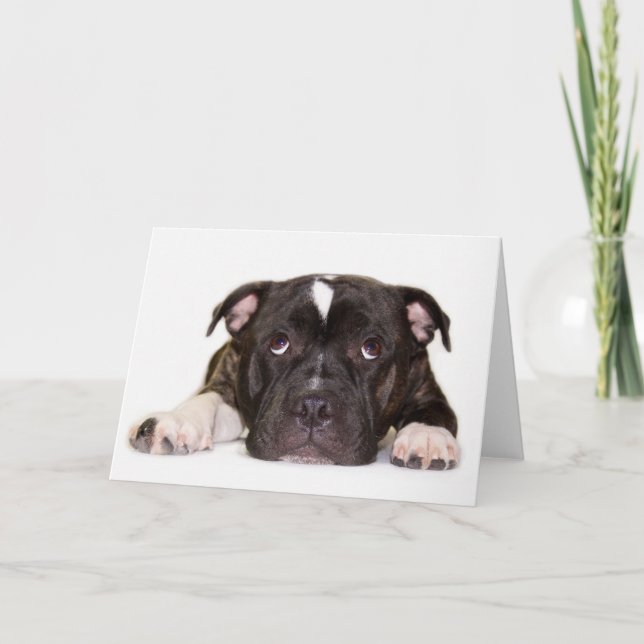 Staffordshire-Bullterrier Karte R001 (Vorderseite)