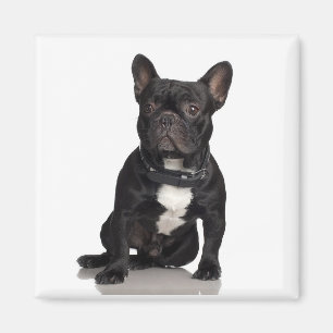 Staffordshire-Bullterrier-Magnet Magnet