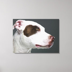 Staffordshire-Bullterrier, Nahaufnahme Leinwanddruck