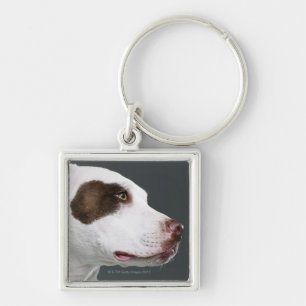 Staffordshire-Bullterrier, Nahaufnahme Schlüsselanhänger