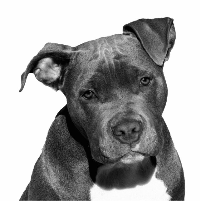 Staffordshire pitbull freistehende fotoskulptur  (Vorne)