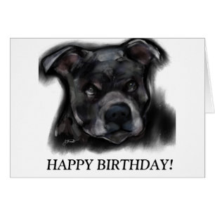 Staffordshire Terrier Américain