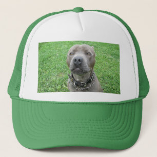 Staffy hat das abwegige Gesicht an, Truckerkappe
