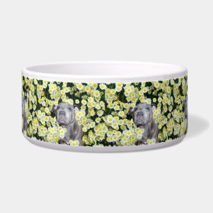Staffy in the Daisise, Napf