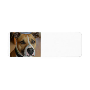 staffy.png