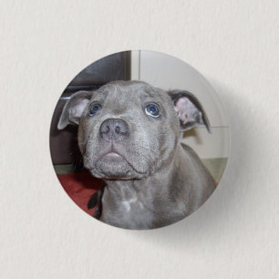 Staffy Puppy Liebe Augen, Button Abzeichen.
