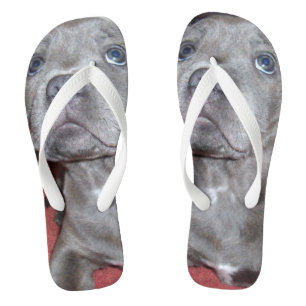 Staffy Puppy Sooky Eyes, Flip Flops