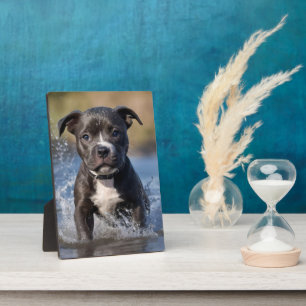 Staffy-Welpe plantscht im Meer, Fotoplatte