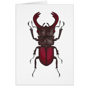 Stag beetle