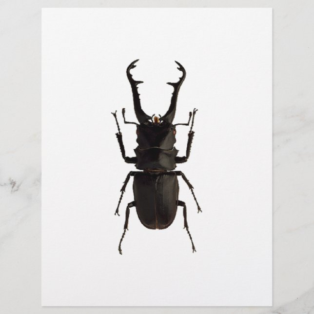 Stag Beetle Flyer (Vorne)