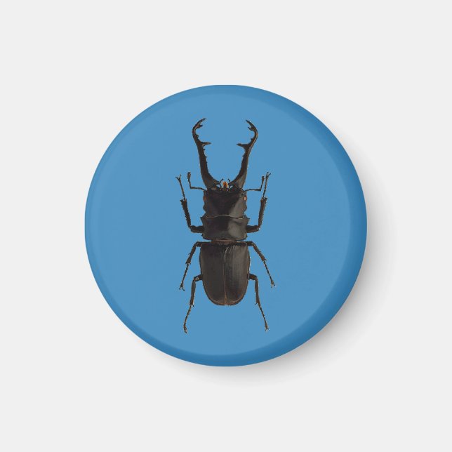 Stag Beetle Magnet (Vorne)