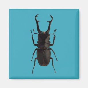 Stag Beetle Magnet