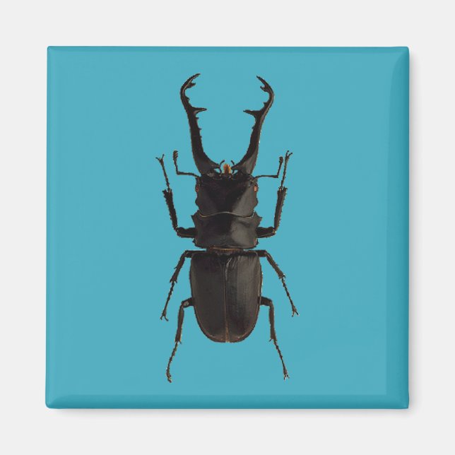 Stag Beetle Magnet (Vorne)