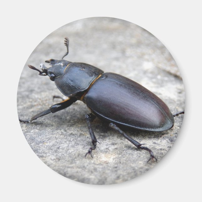 Stag Beetle Magnet (Vorne)