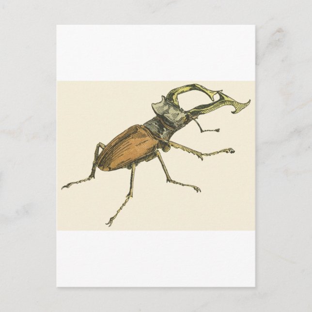 Stag Beetle Postkarte (Vorderseite)