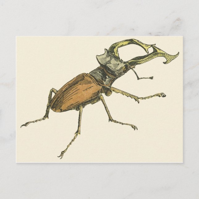 Stag Beetle Postkarte (Vorderseite)