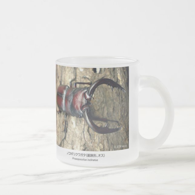 Stag Beetle,Prosopocoilus inclinatus Mattglastasse (Rechts)