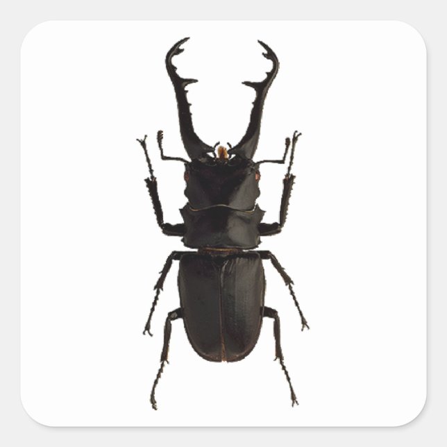 Stag Beetle Quadratischer Aufkleber (Vorderseite)
