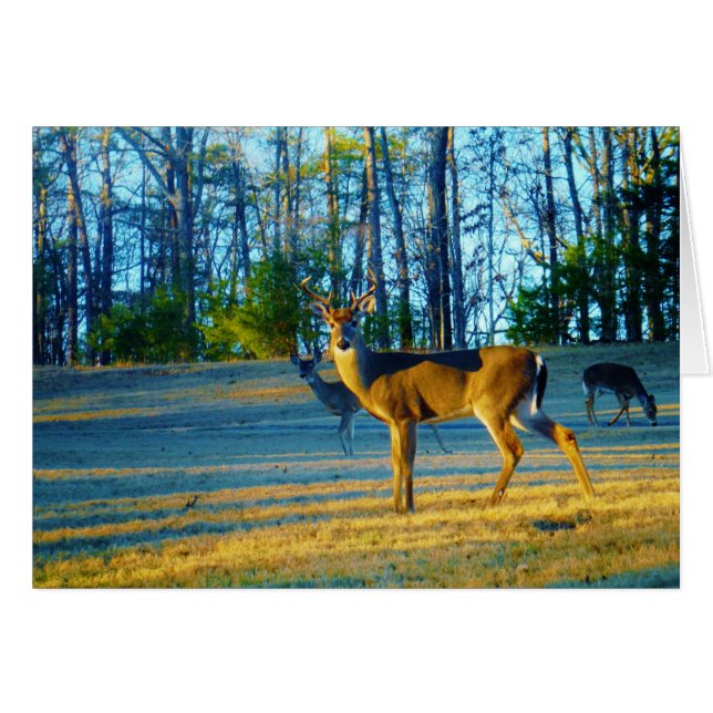 Stag / Buck Deer, hellblauer Himmel (Vorderseite (Horizontal))