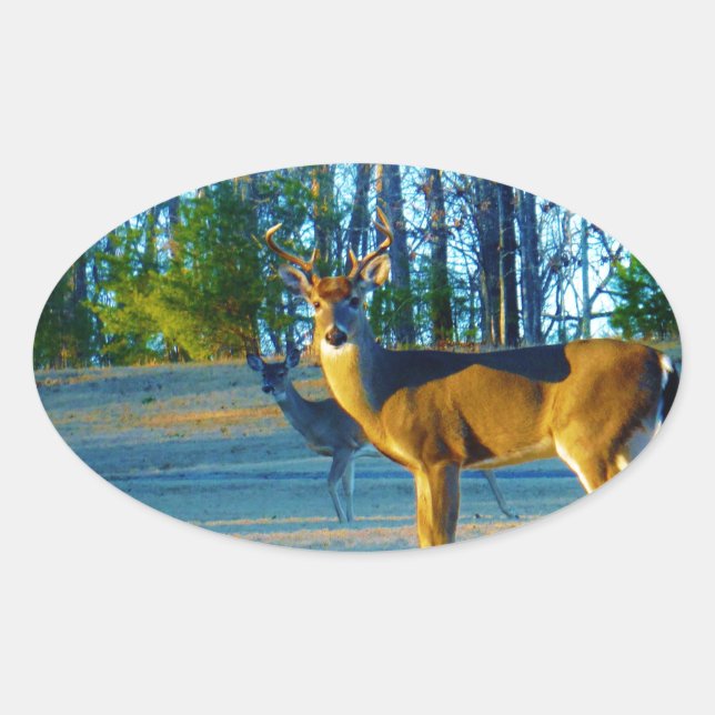 Stag / Buck Deer, hellblauer Himmel Ovaler Aufkleber (Vorderseite)