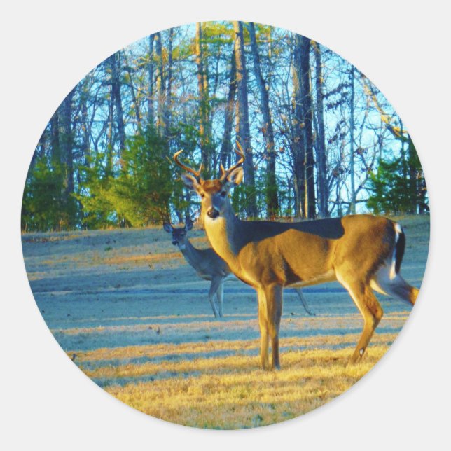 Stag / Buck Deer, hellblauer Himmel Runder Aufkleber (Vorderseite)