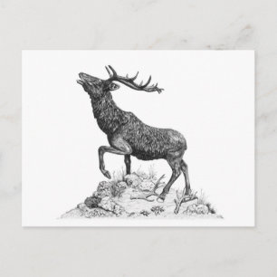 Stag - Carte postale vide
