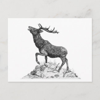 Stag - leere Postkarte