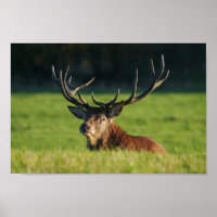 Stag-Ruhen im Grünen