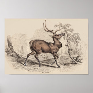 STAG (WAPITI) DRUCKEN POSTER
