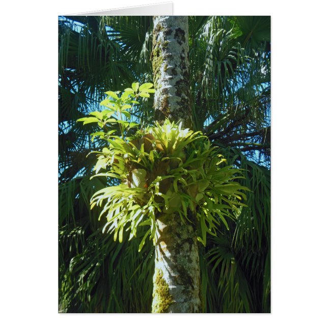 Staghorn Fern (Devant)