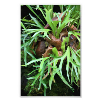 Staghorn Fern Foto Print