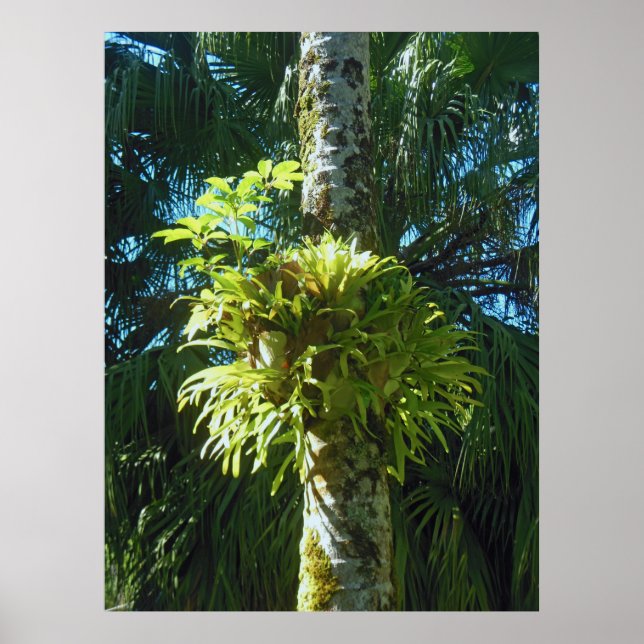 Staghorn Fern Poster (Vorne)