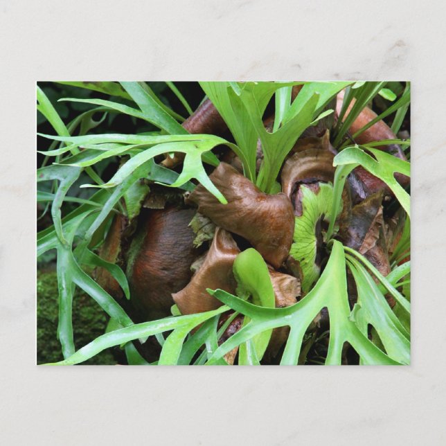 Staghorn Fern Postkarte (Vorderseite)