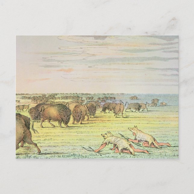 Stalking-Büffel Postkarte (Vorderseite)