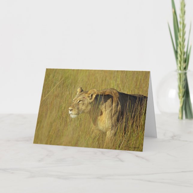 STALKING LIONESS Grußkarte Karte (Vorderseite)