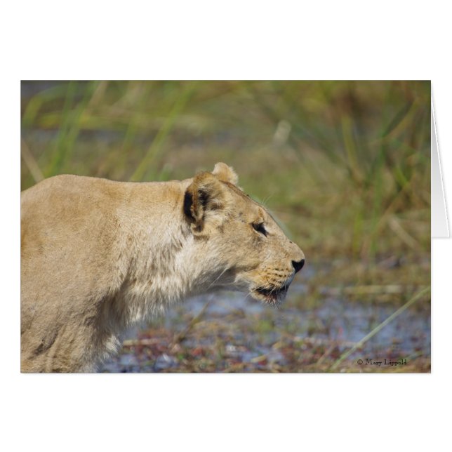 Stalking Lioness-Karte (Vorderseite (Horizontal))