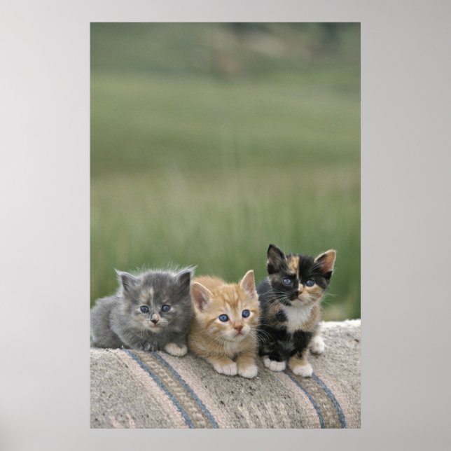 Stall Kätzchen auf einem Pferd Blanket Poster (Vorne)