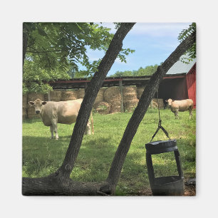 Stall & Kühe, ländliches North Carolina Canvas Pri Magnet