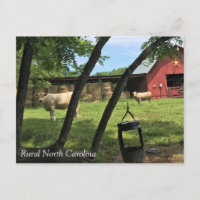 Stall & Kühe, ländliches North Carolina Canvas Pri