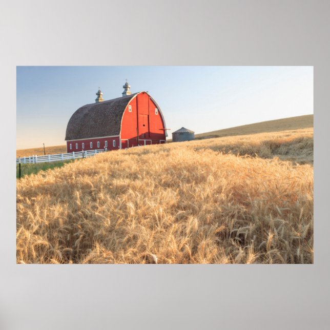 Stall, Sommer Weizenfelder in der Nähe von Sprague Poster (Vorne)